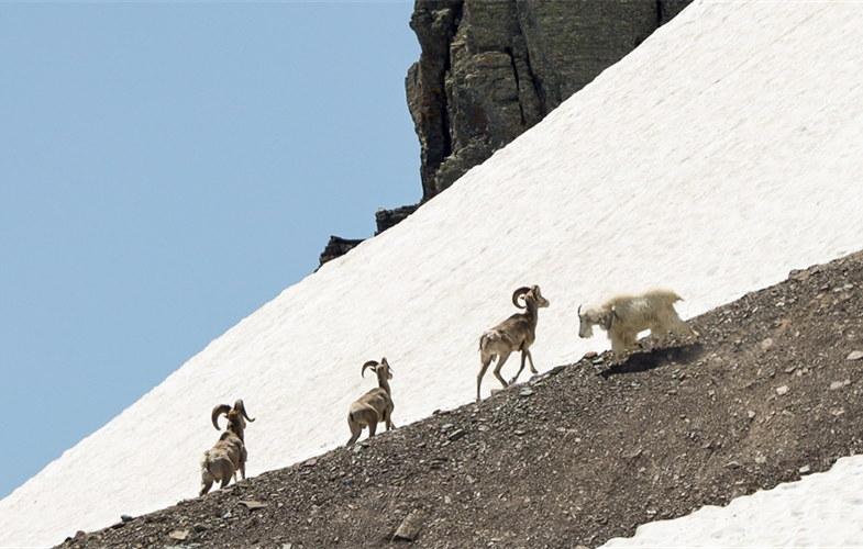 Mountain goat drops its head and actively displaced sheep at a high elevation snow patch in Glacier National Park CREDIT: Forest P. Hayes